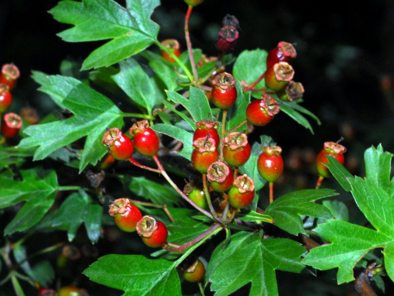 Pianta con bacche rosse e verdi: Biancospino / Crataegus sp. (Rosaceae)